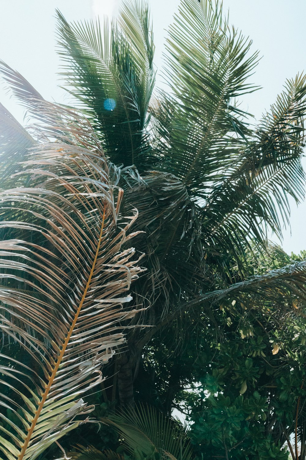 Gros plan d’un palmier avec un fond de ciel