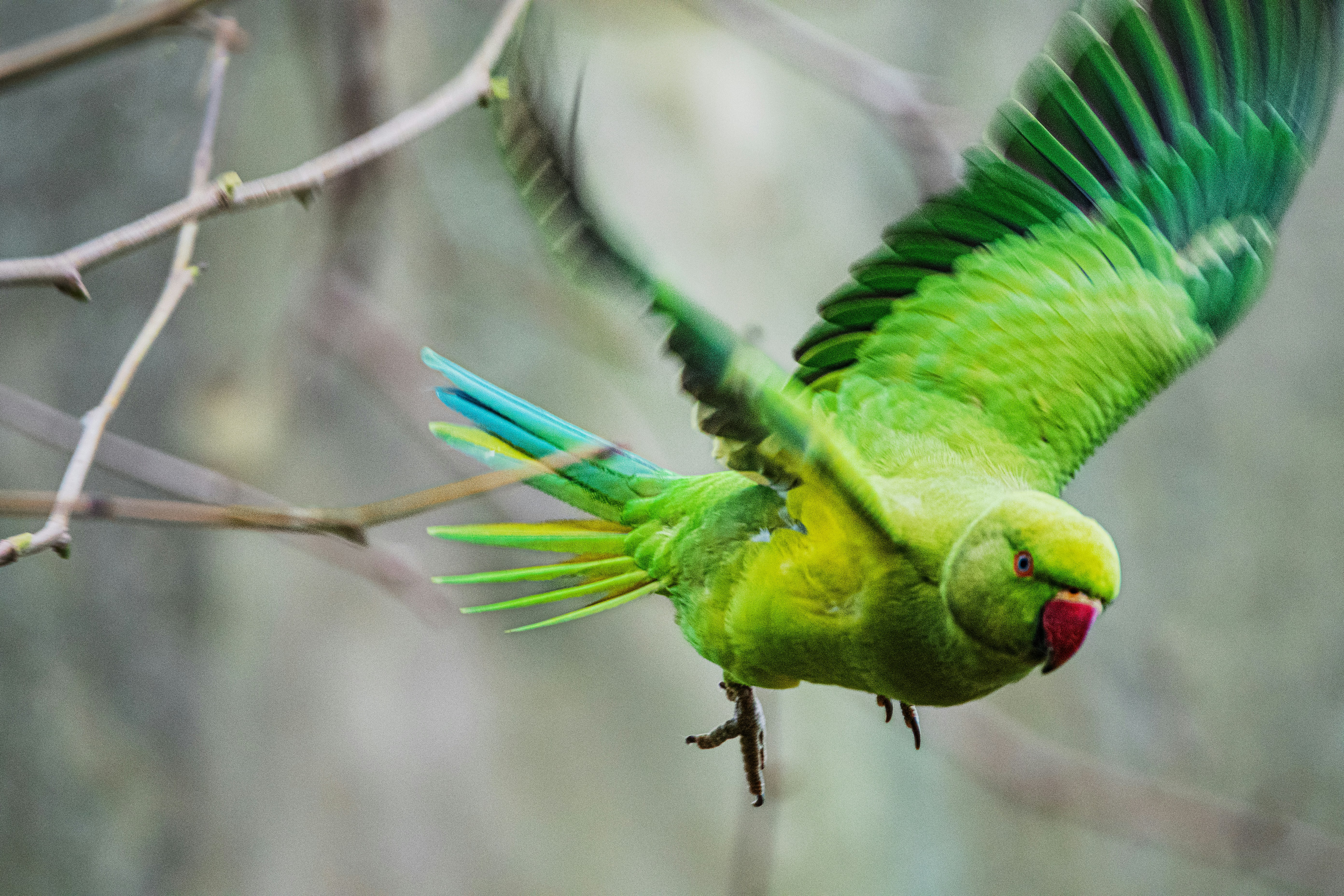 A green bird with blue and yellow feathers on a tree branch