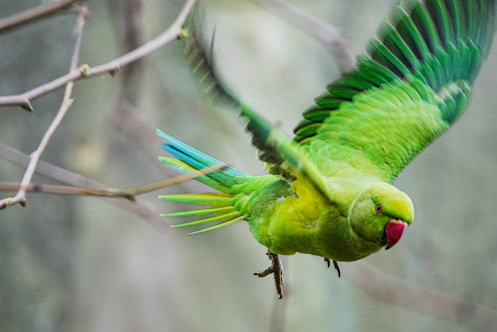 a green bird with blue and yellow feathers on a tree branch