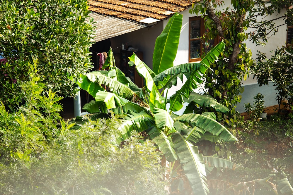 a banana tree in front of a house