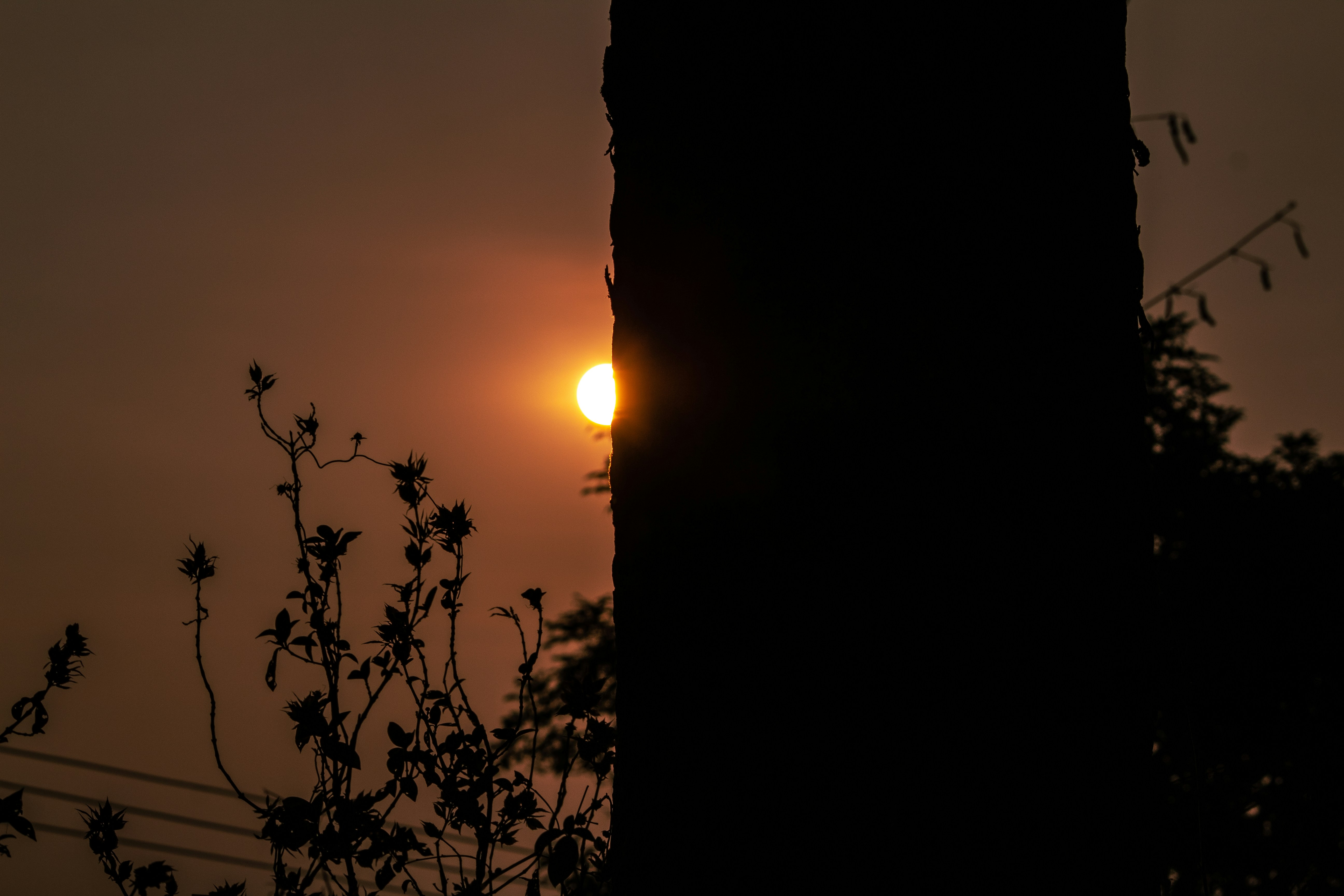 Foto El sol se está poniendo detrás de la rama de un árbol – Imagen ...