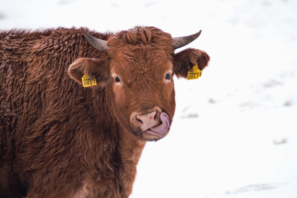 a brown cow standing on top of a snow covered field