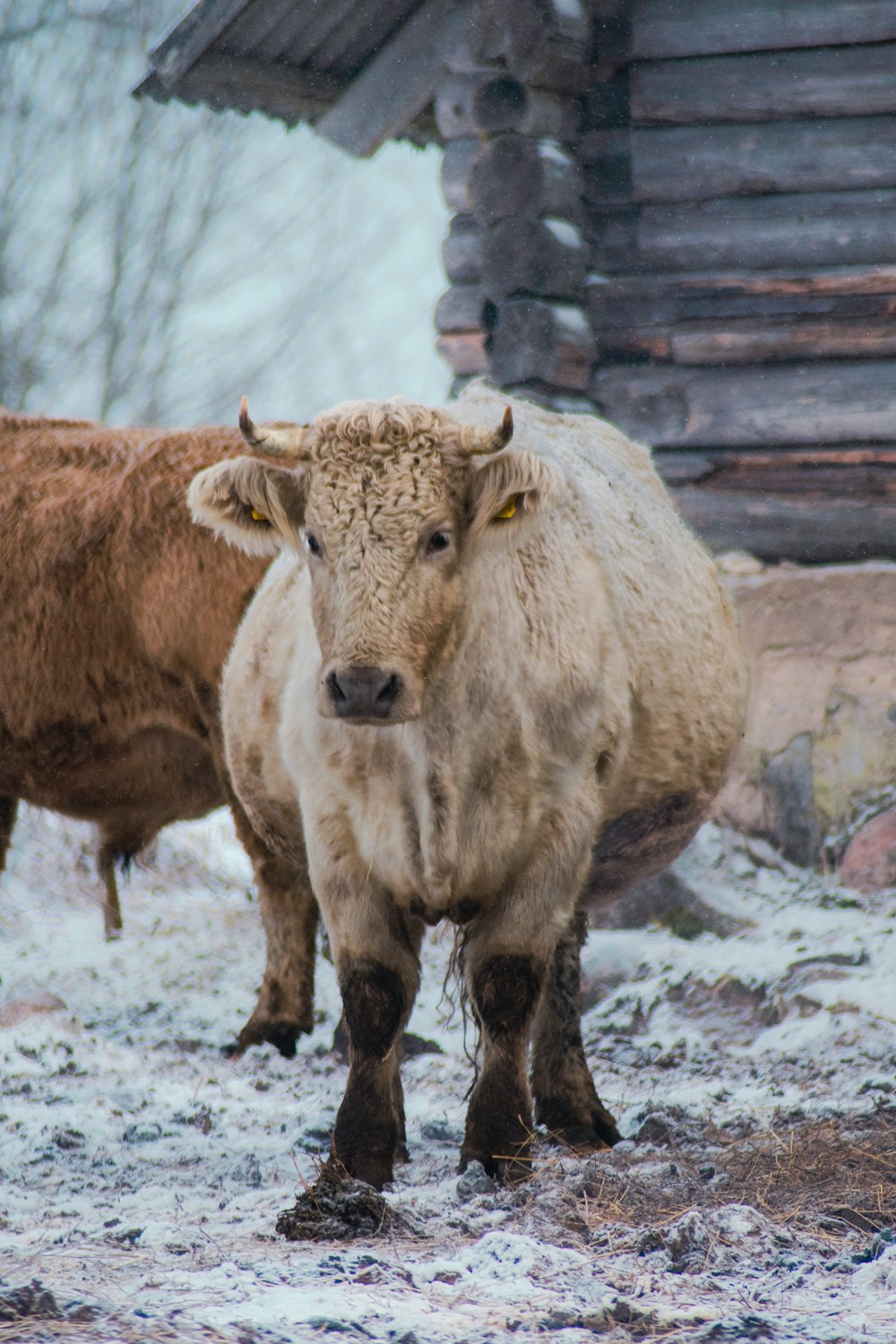 a couple of cows are standing in the snow