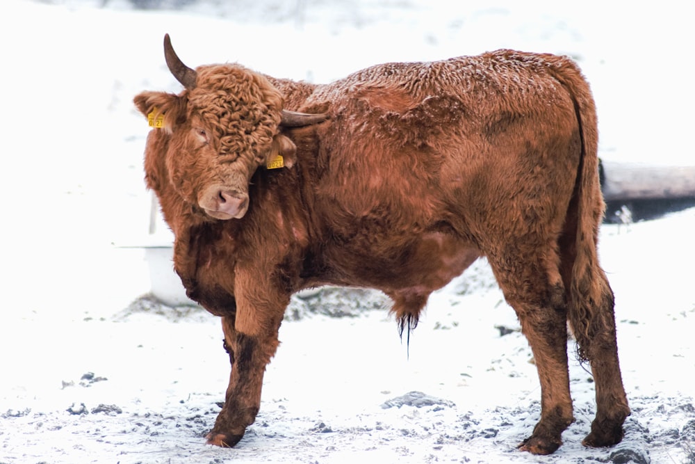 a brown cow standing on top of a snow covered field