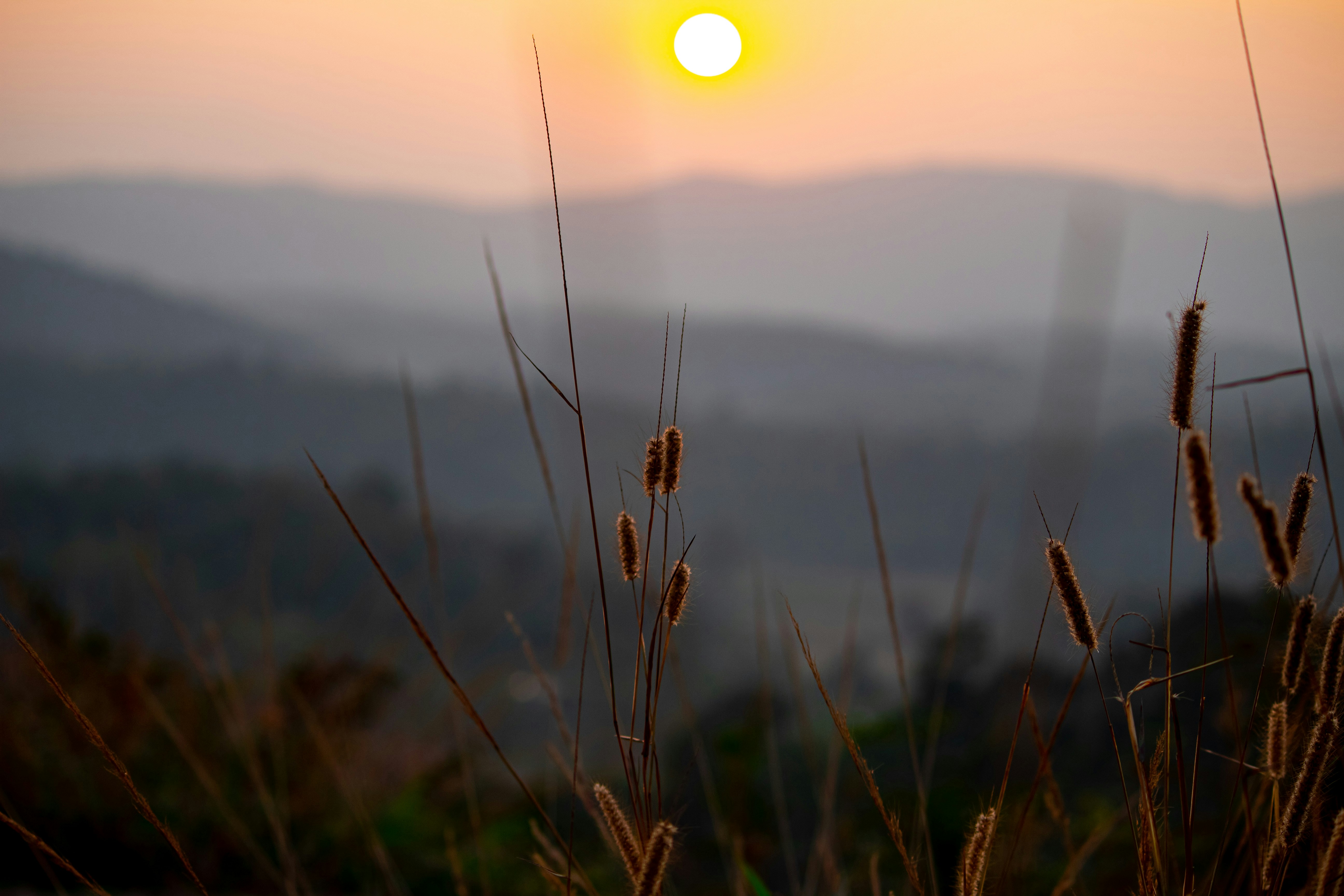 Photo by rakeshmondal