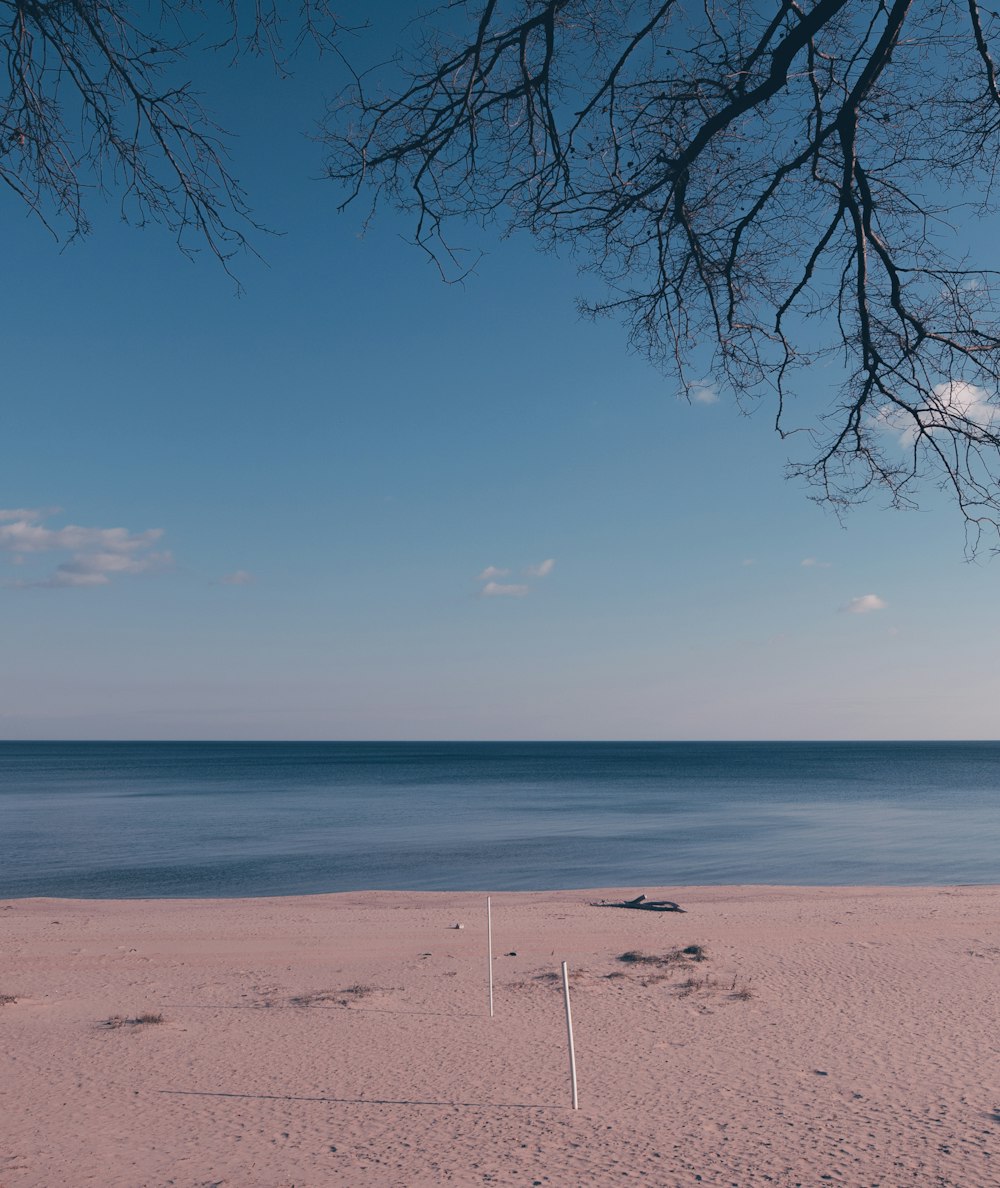 Ein Strand mit einem Baum und einem Gewässer