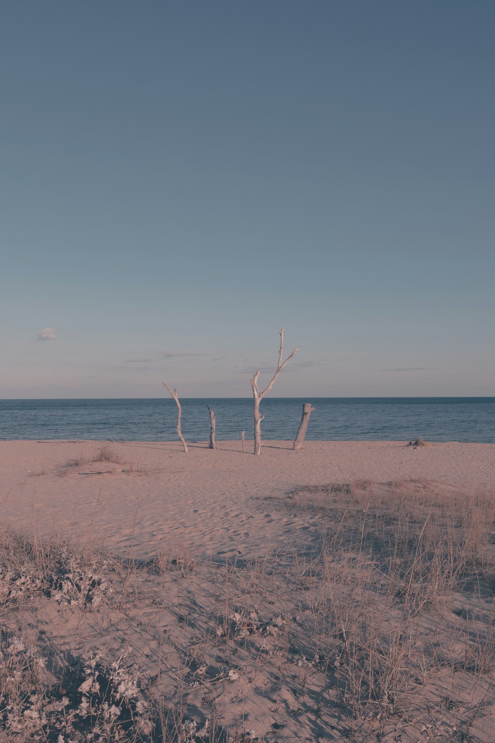 a sandy beach with a dead tree in the foreground