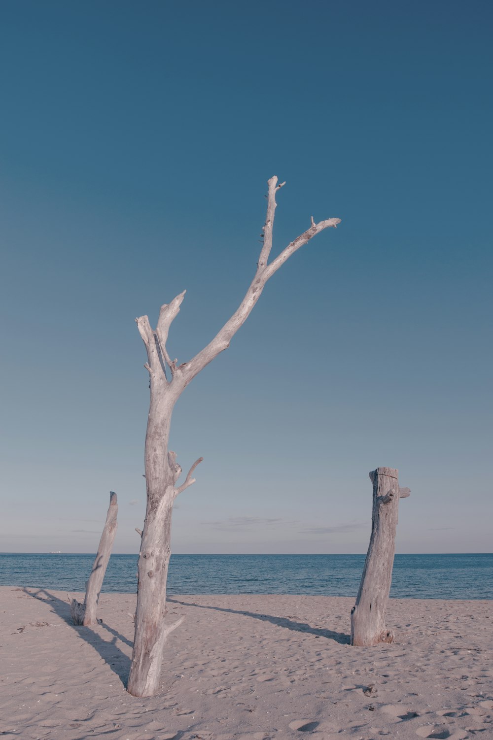 a tree that is standing in the sand