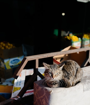 A tabby cat with green eyes sits on a patterned cushion in an outdoor market setting. In the background, there are cardboard boxes and some containers, likely holding fruits or vegetables. The scene is partially lit by sunlight, highlighting the cat and parts of the boxes.