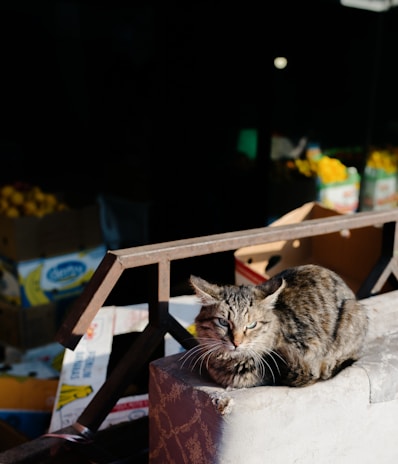 A tabby cat with green eyes sits on a patterned cushion in an outdoor market setting. In the background, there are cardboard boxes and some containers, likely holding fruits or vegetables. The scene is partially lit by sunlight, highlighting the cat and parts of the boxes.