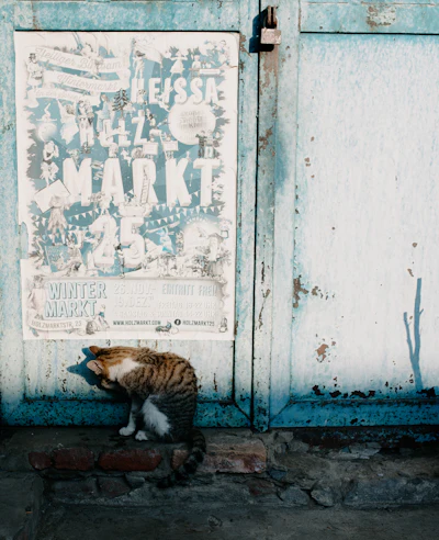 Minette, la chatte de Sandrine