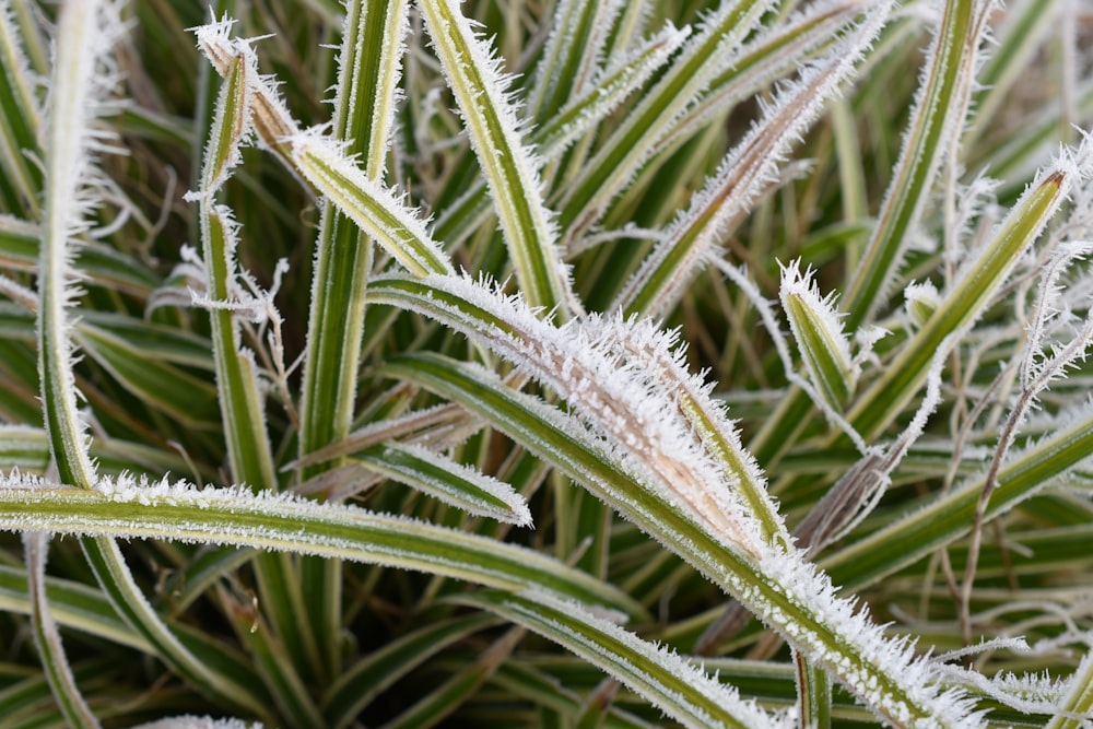 a close up of a plant with frost on it