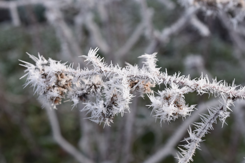 a close up of a plant with frost on it