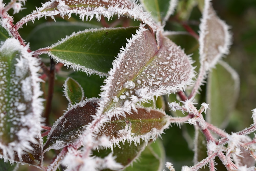 a close up of a plant with frost on it