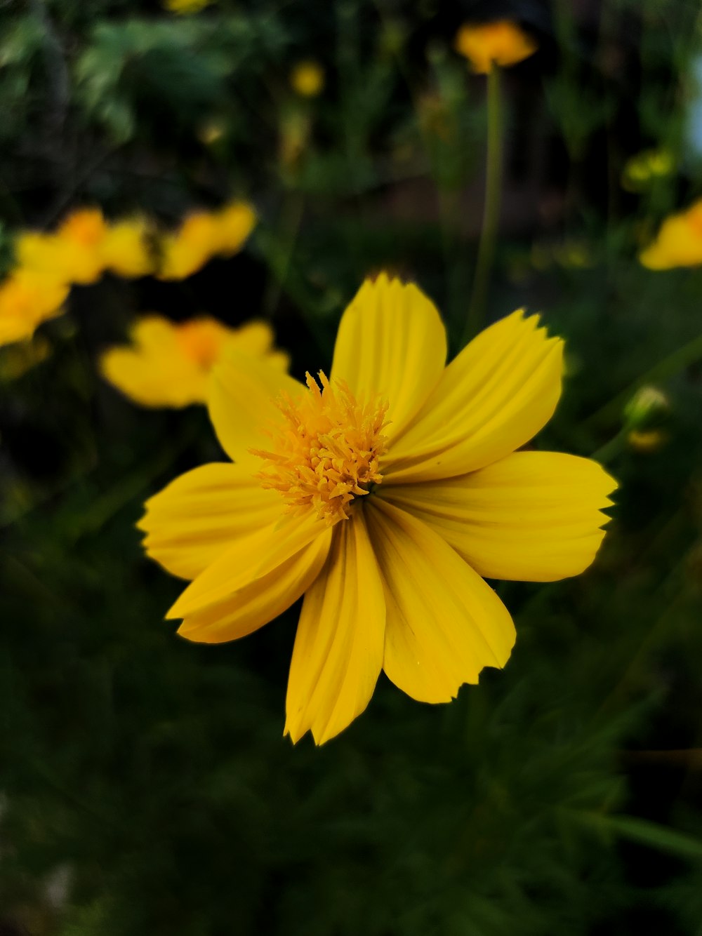 a close up of a yellow flower in a field