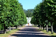 A pathway lined with tall, lush green trees leading to a white building with a wooden door at the end. The trees create a symmetrical pattern, casting shadows on the ground from the bright sunlight. The sky is clear and blue, contributing to a serene and peaceful atmosphere.