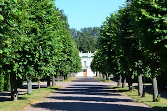 A pathway lined with tall, lush green trees leading to a white building with a wooden door at the end. The trees create a symmetrical pattern, casting shadows on the ground from the bright sunlight. The sky is clear and blue, contributing to a serene and peaceful atmosphere.