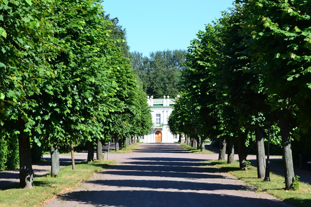a road lined with trees and a white building in the background
