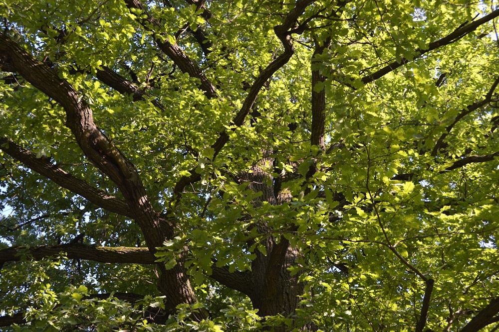 a large tree with lots of green leaves