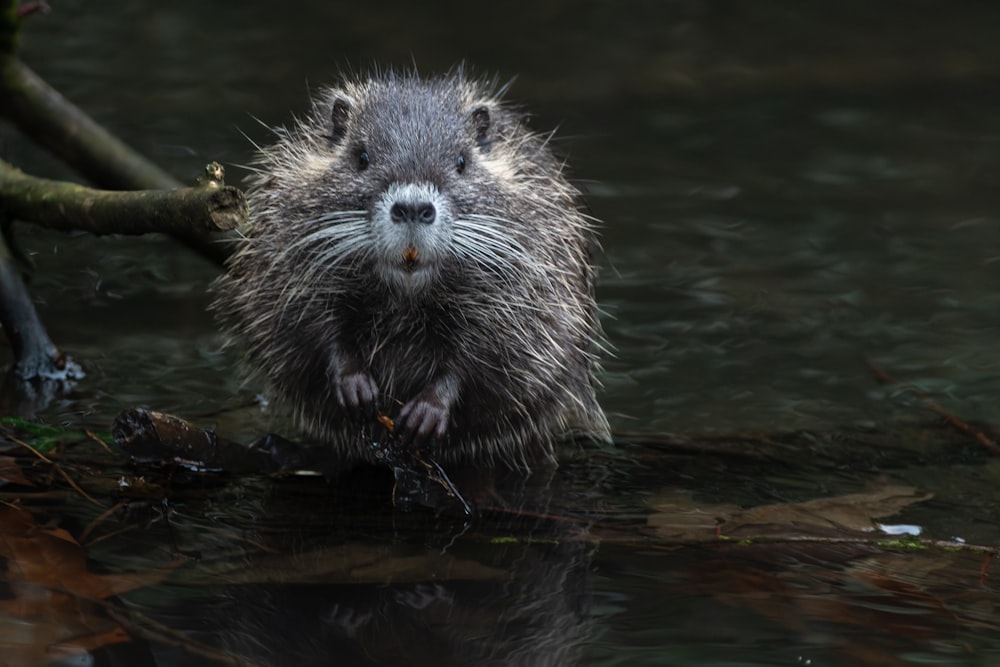 a porcupine is standing in the water