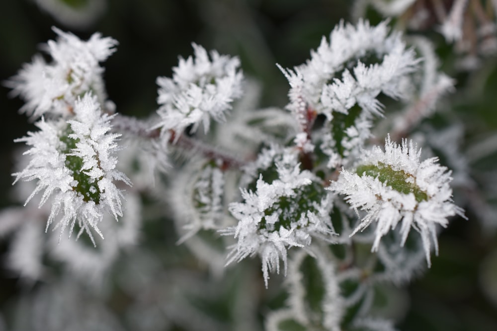 a close up of a plant with frost on it