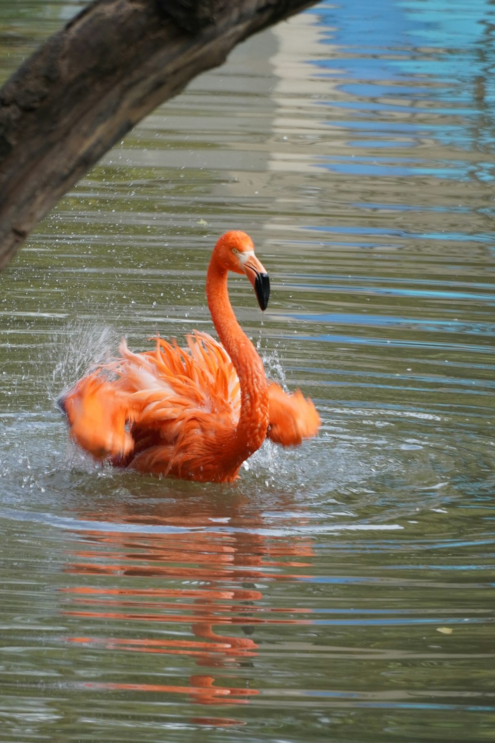 a flamingo splashing in the water near a tree