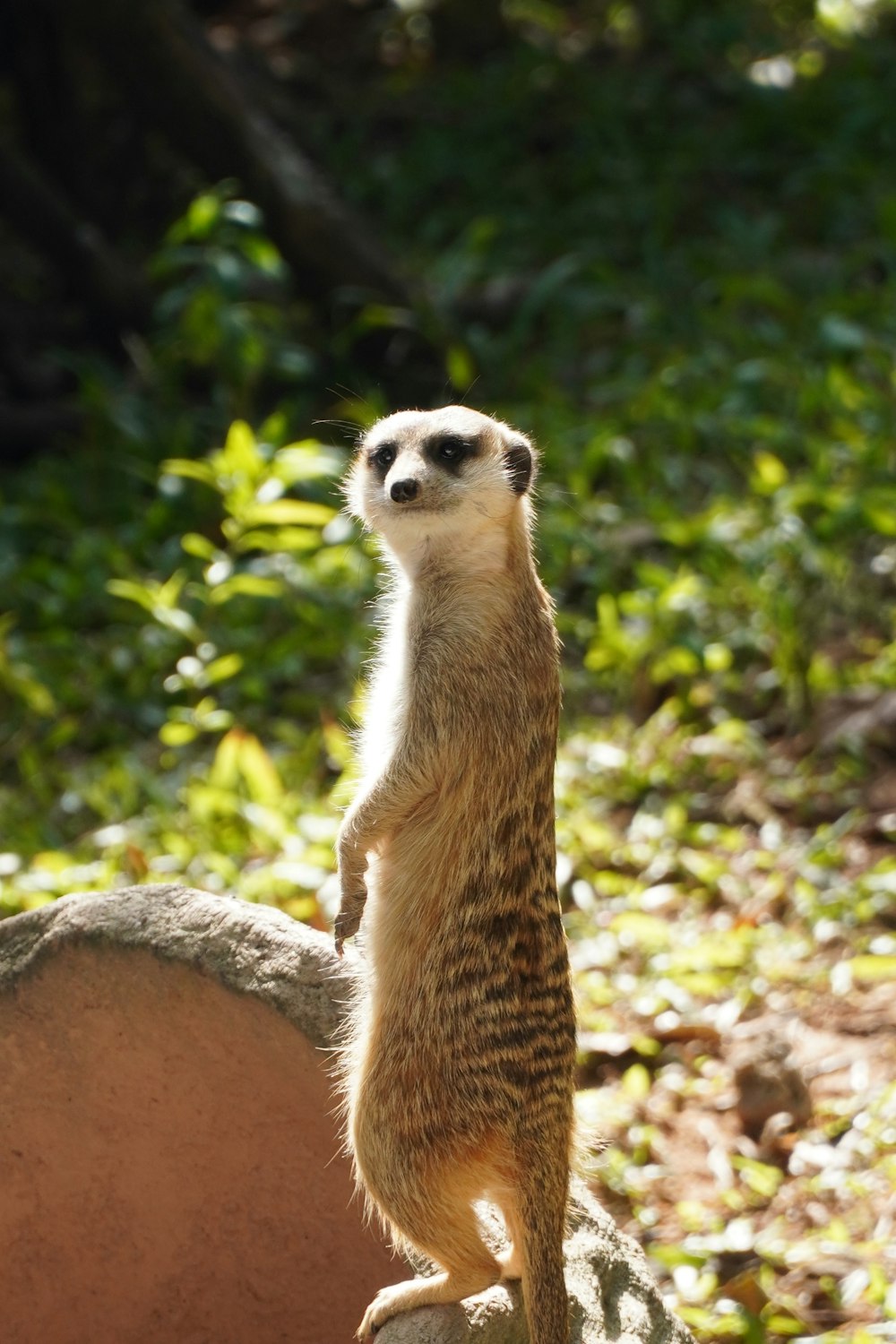 a small meerkat standing on a rock