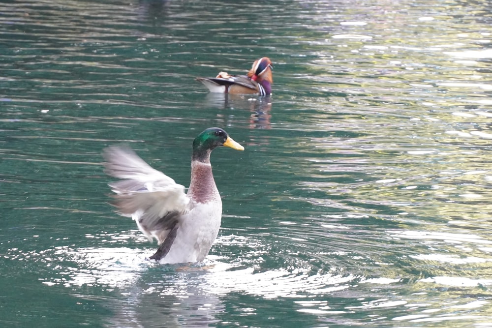 a duck flapping its wings in the water