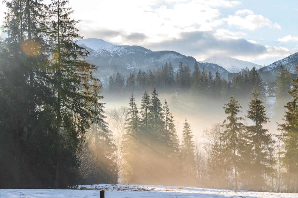 the sun is shining through the trees in the mountains