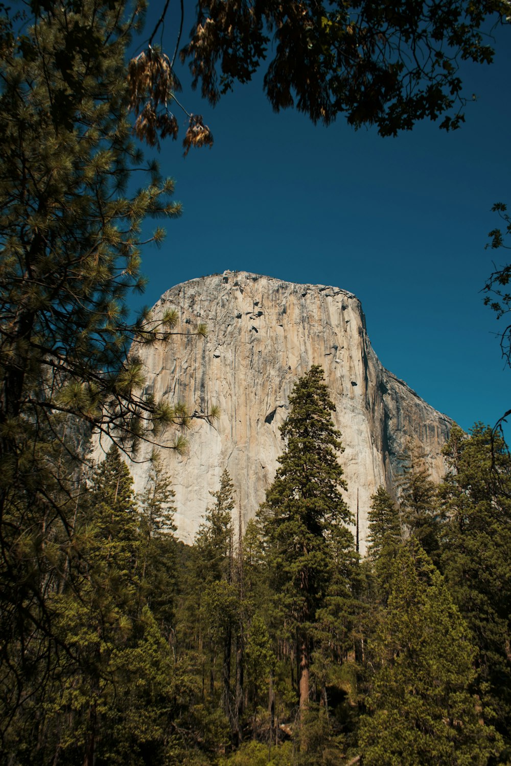 a tall mountain towering over a forest filled with trees