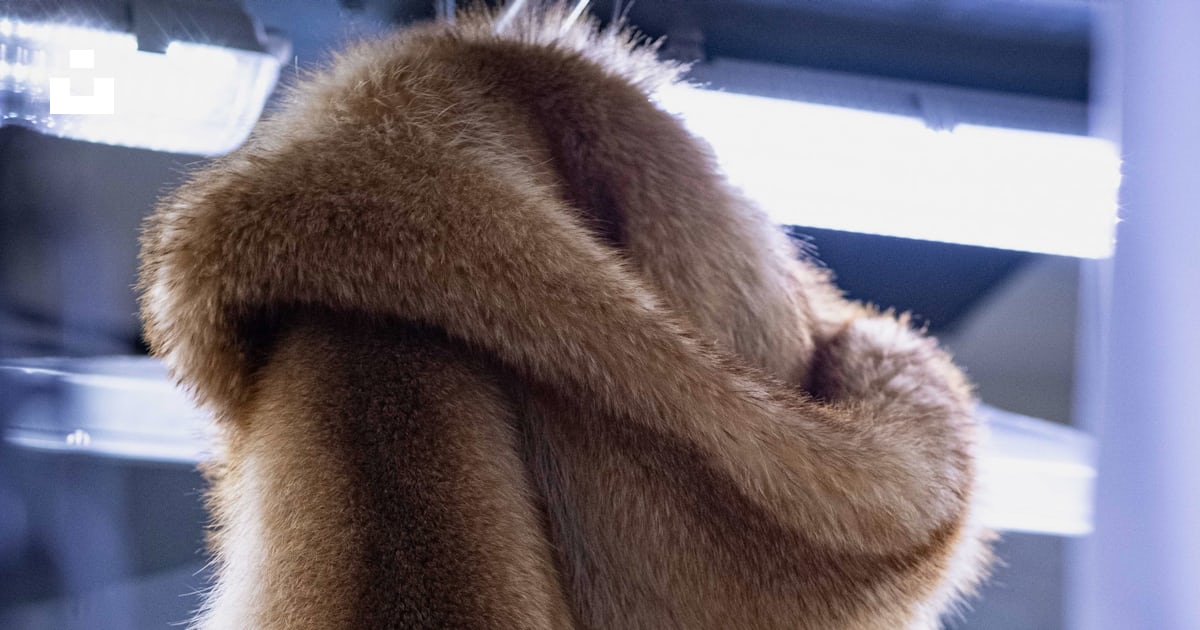 A fur coat hanging on a rack in a store photo – Free Dry clean