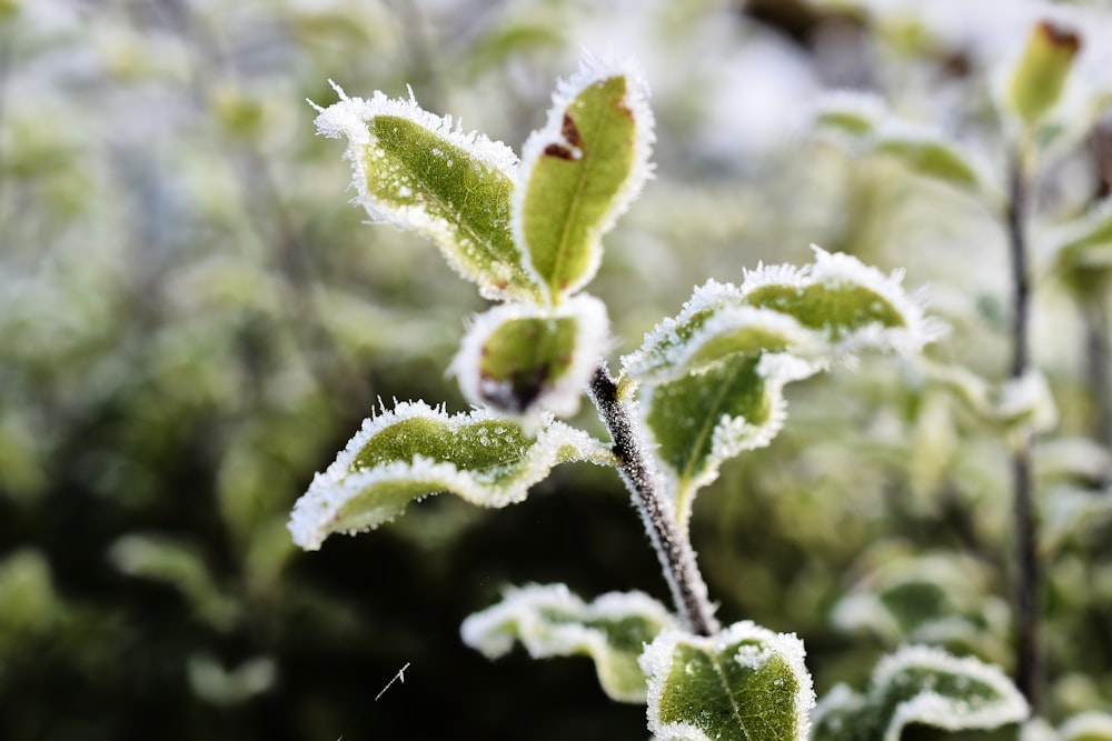 a close up of a plant with frost on it