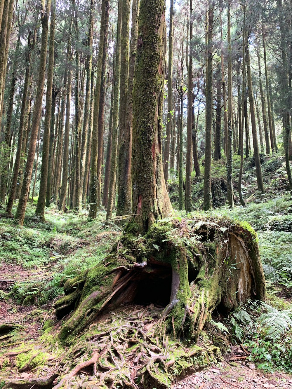 a moss covered tree stump in a forest