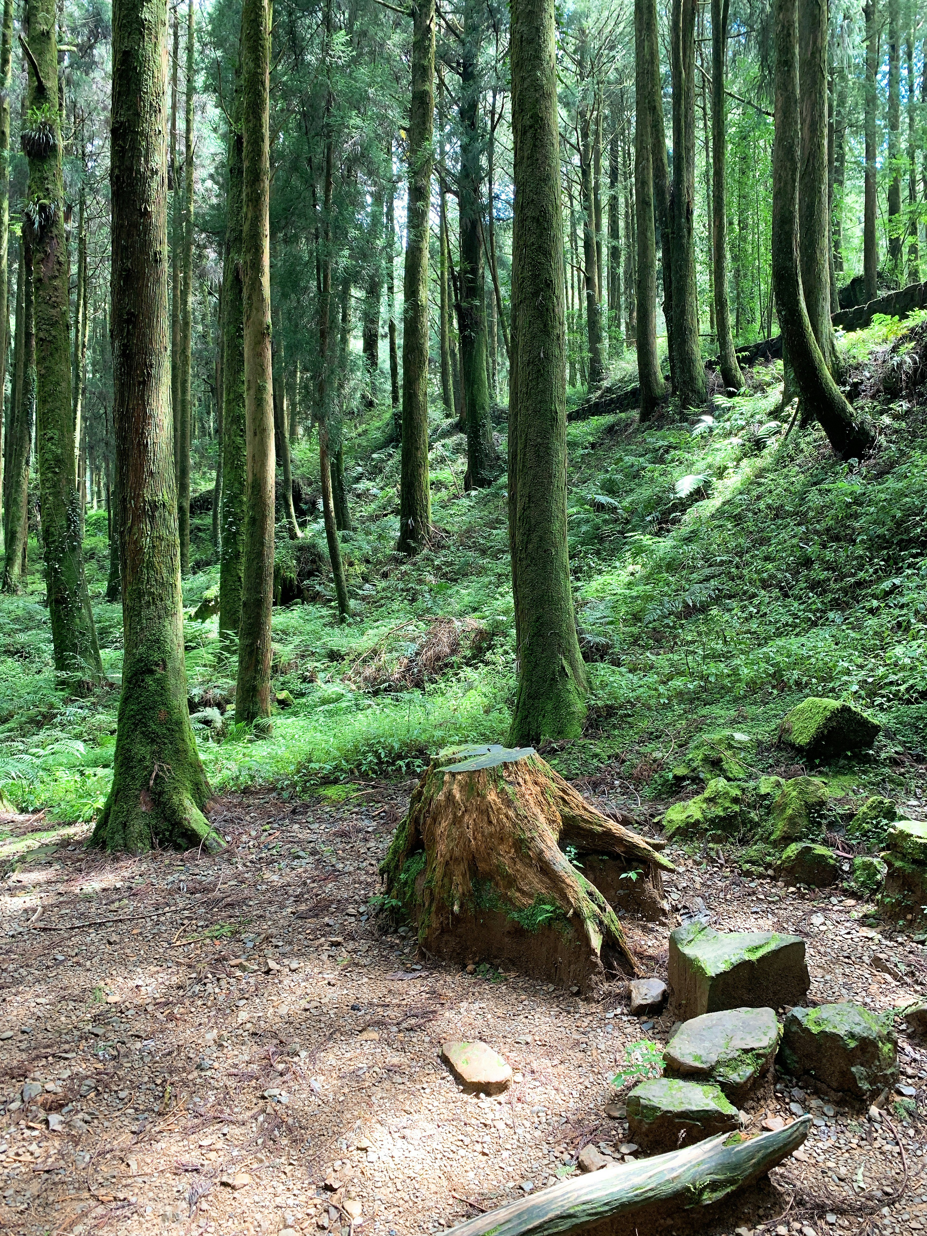 Alishan – Cultural & Historical Context