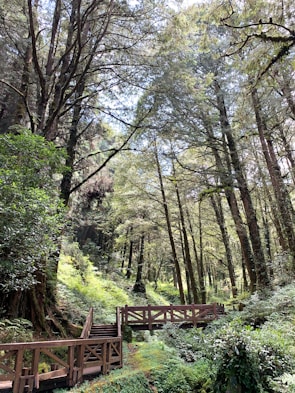 An adventurous platformer level showcasing a lively forest with animated creatures.