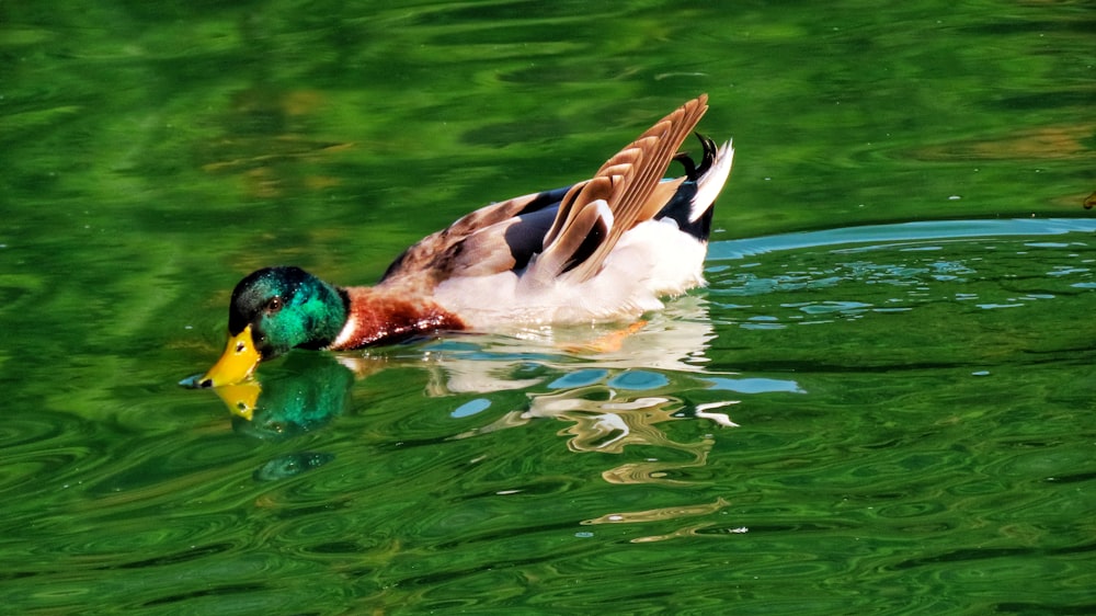 a duck floating on top of a body of water