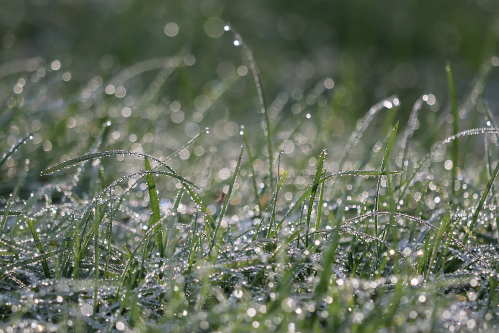 a close up of grass covered in dew
