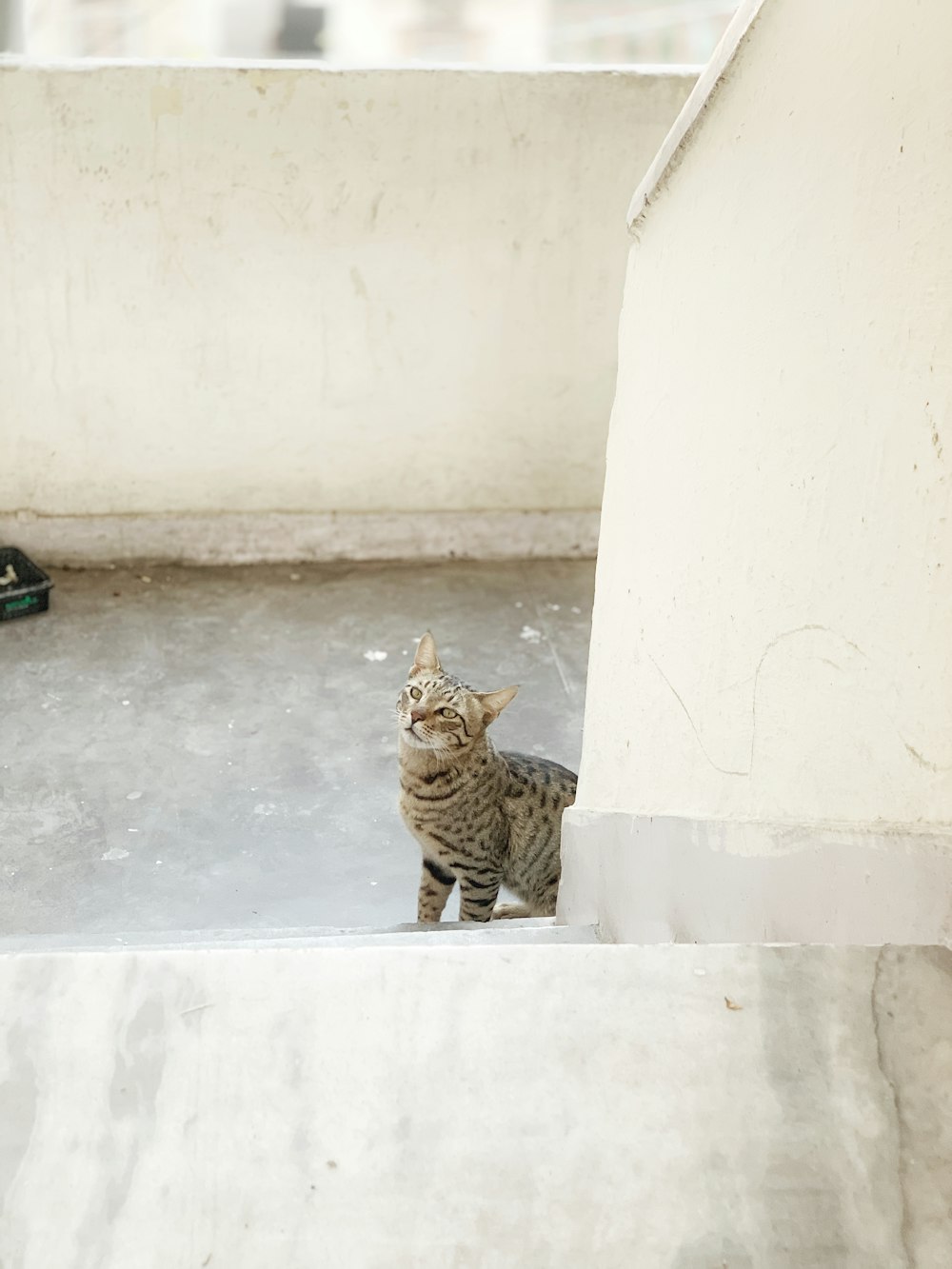 a cat sitting on a ledge in a room