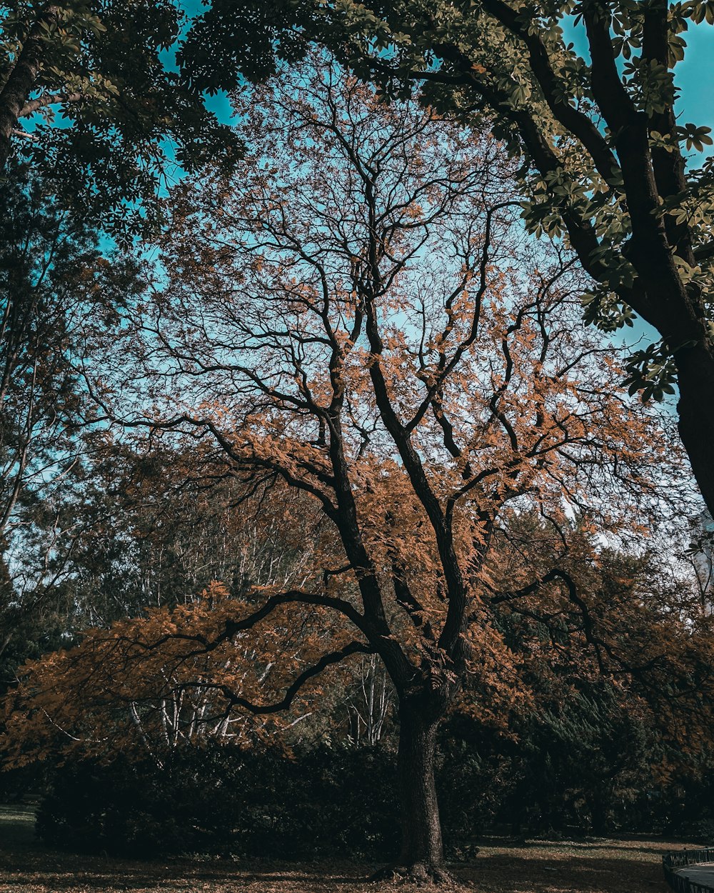 a large tree with lots of leaves in a park