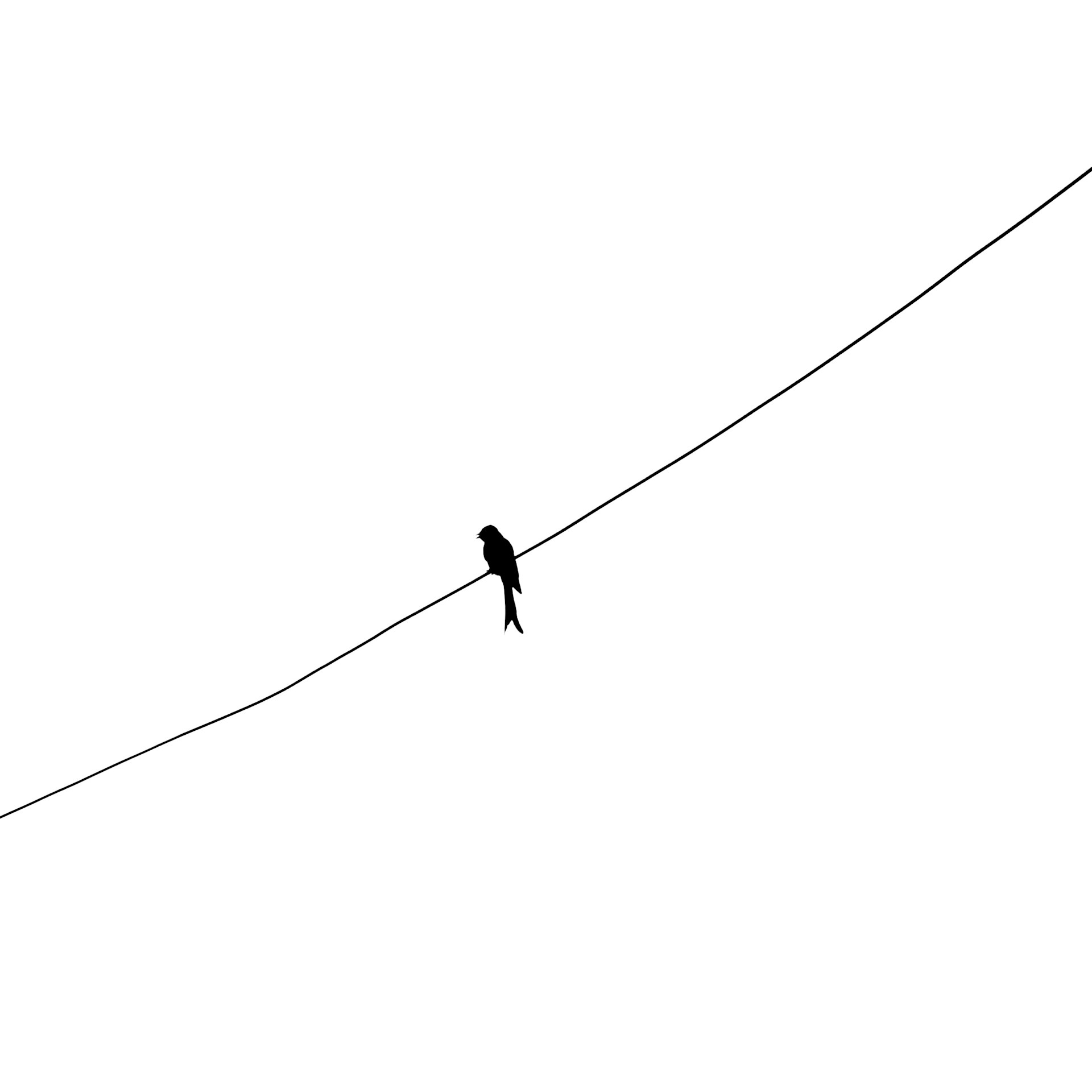 a black and white photo of a bird on a wire