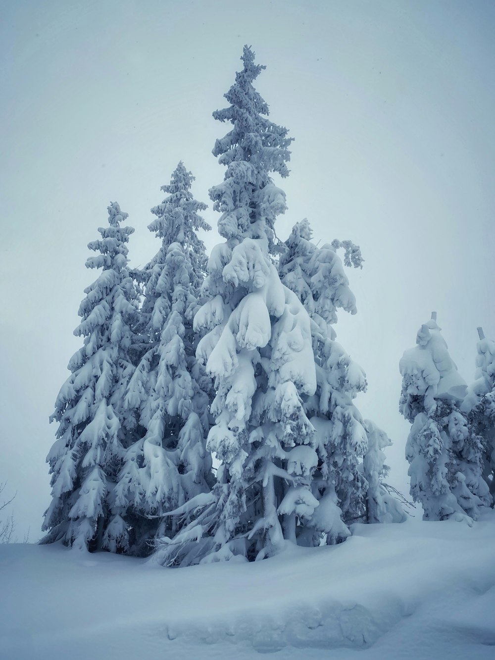 a group of trees covered in snow on a cloudy day