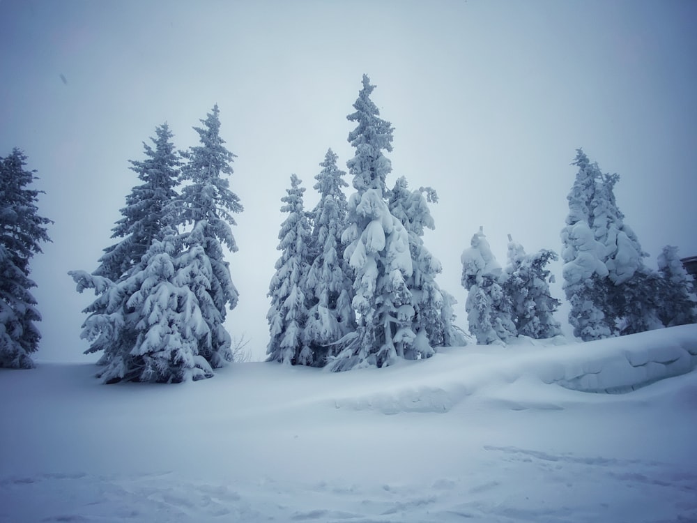 a group of trees covered in snow on a cloudy day