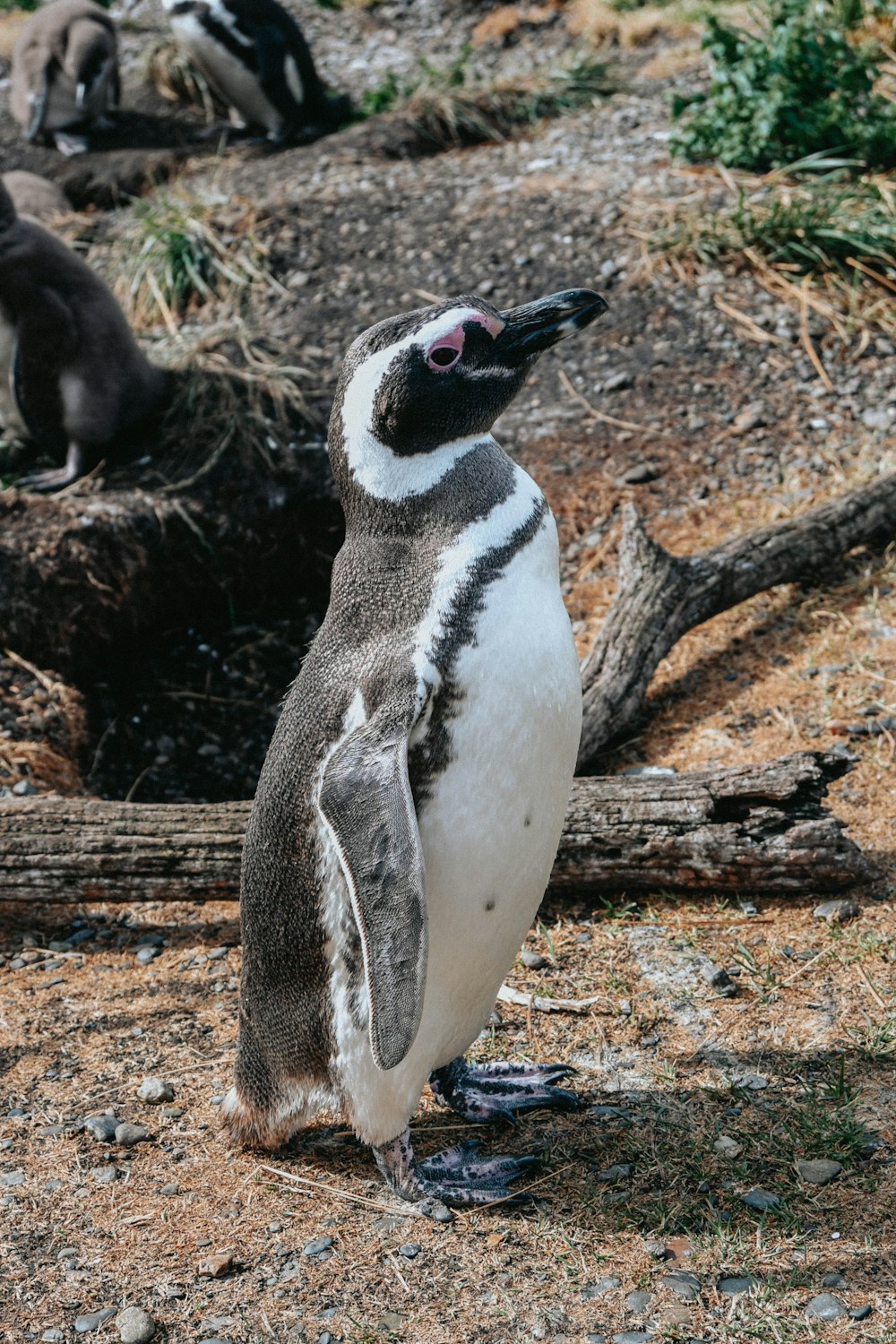 a penguin standing on top of a dry grass field