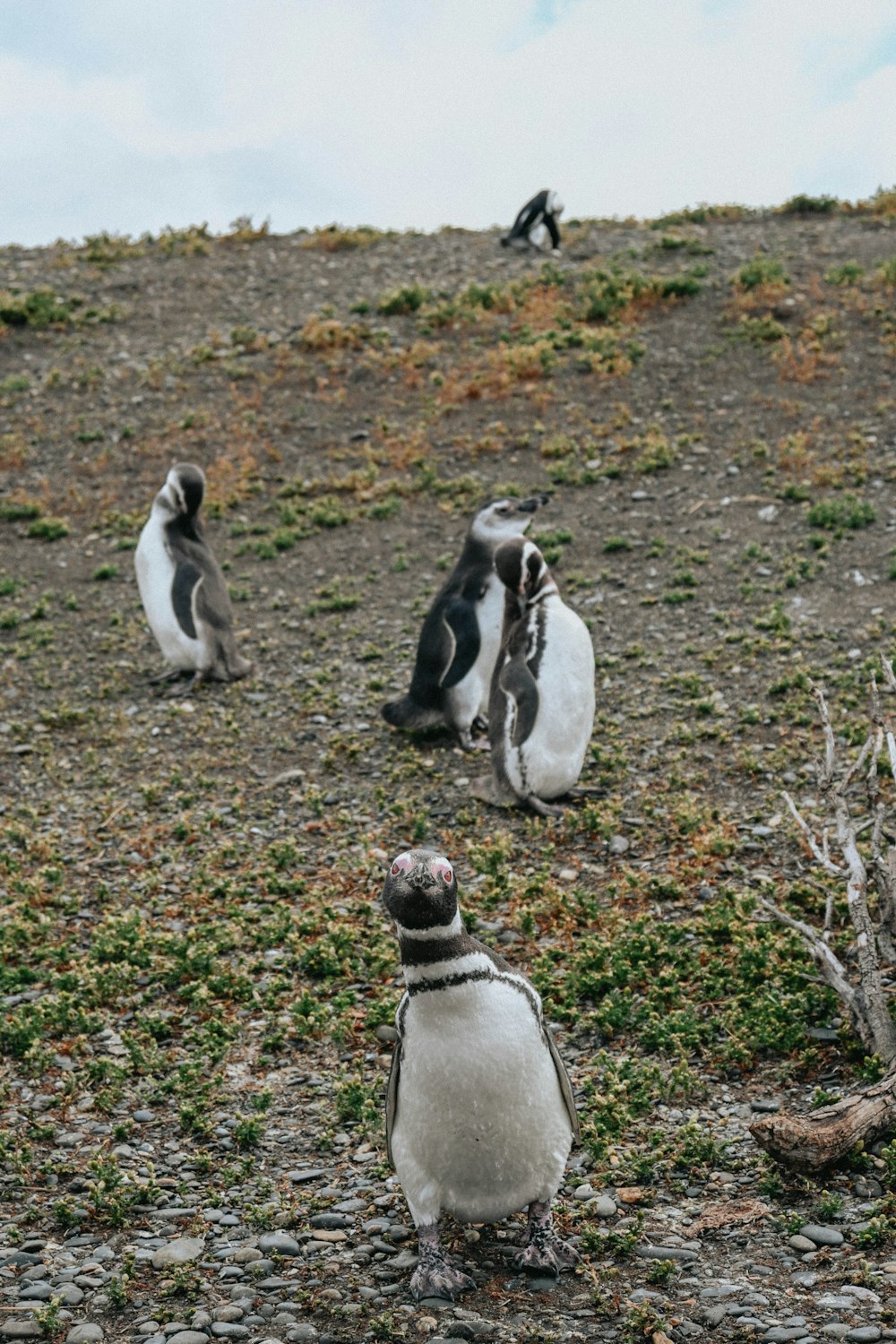 a group of penguins sitting on top of a rocky hill