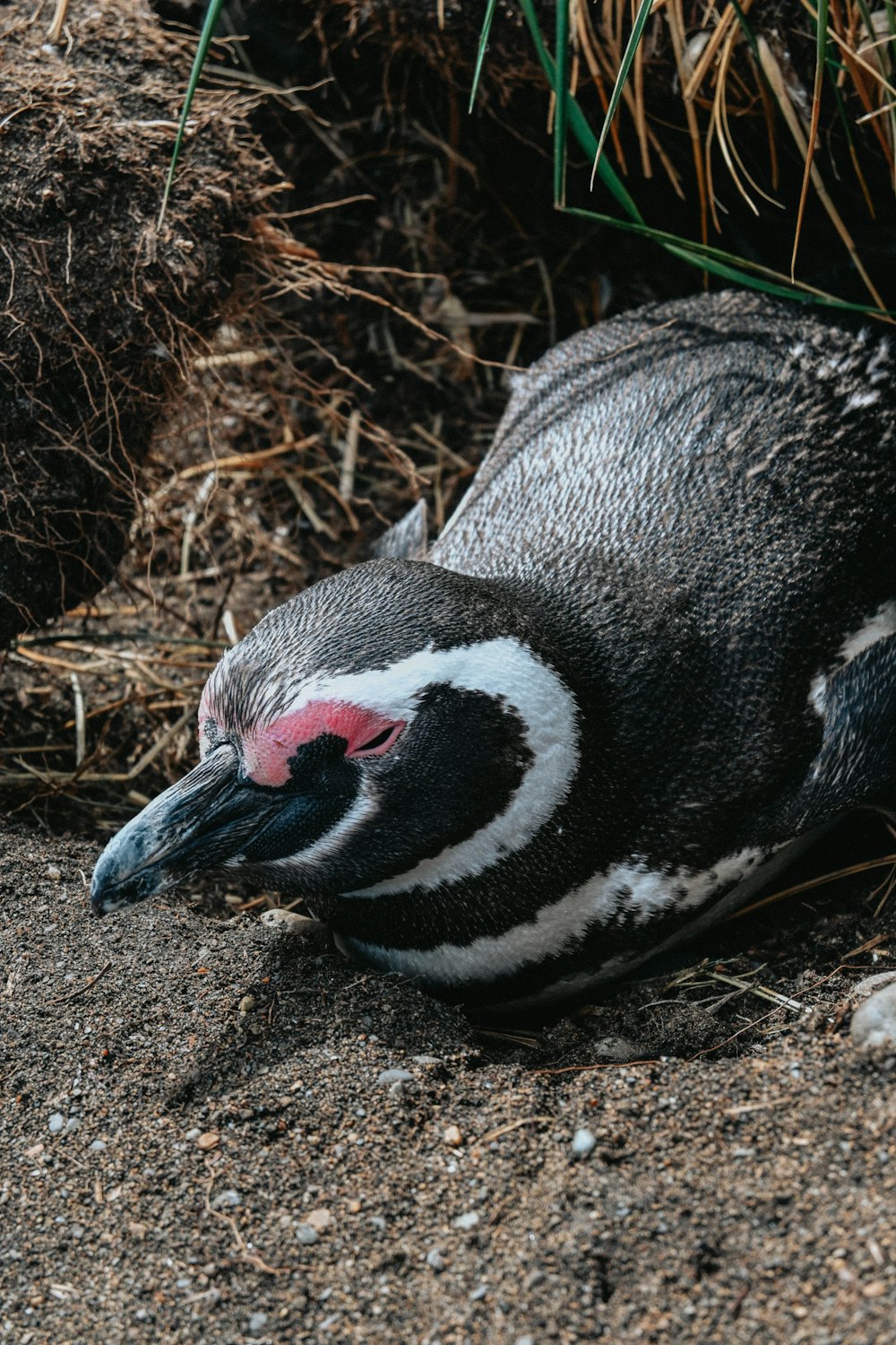 a penguin is laying down on the ground