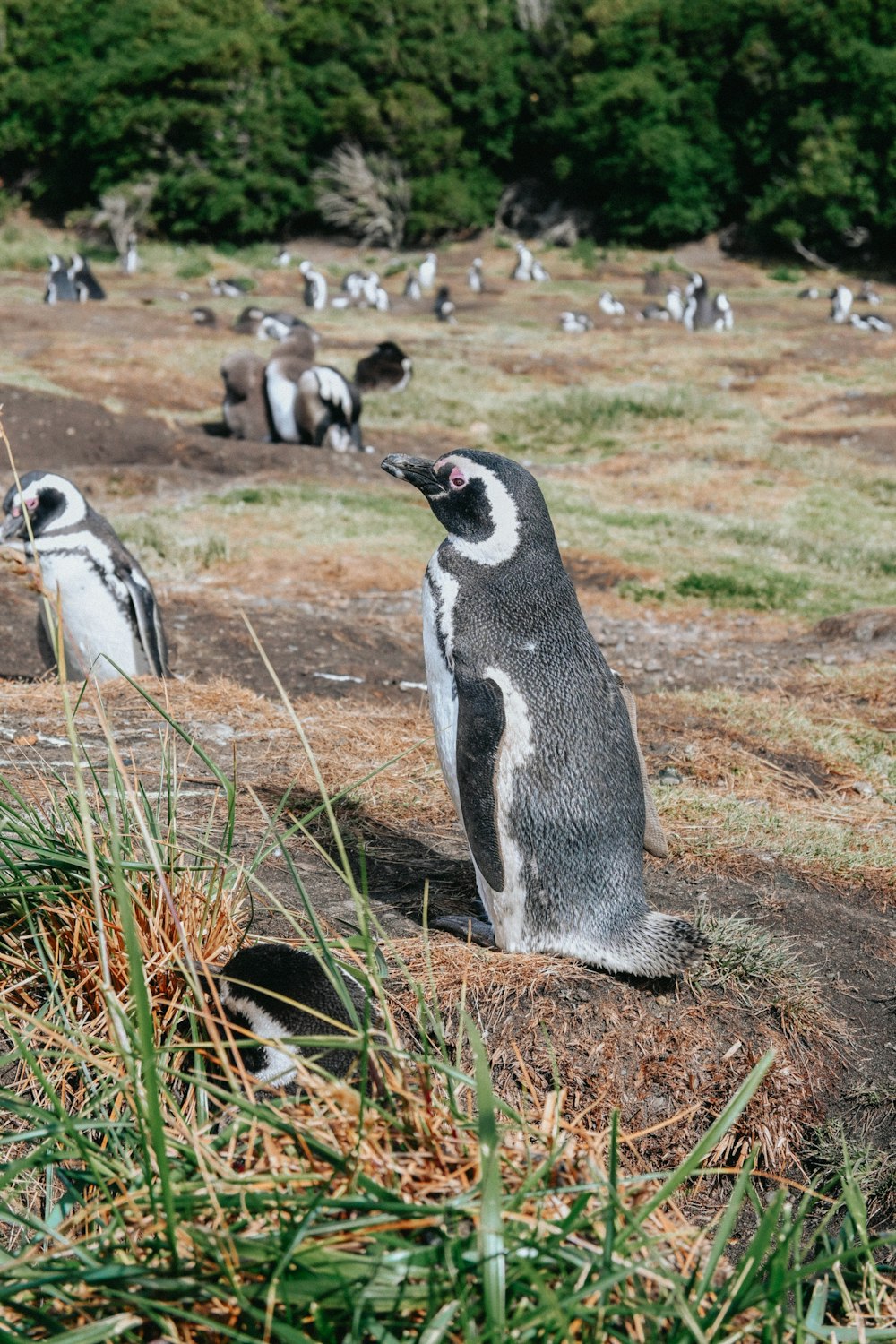 a group of penguins standing on top of a grass covered field