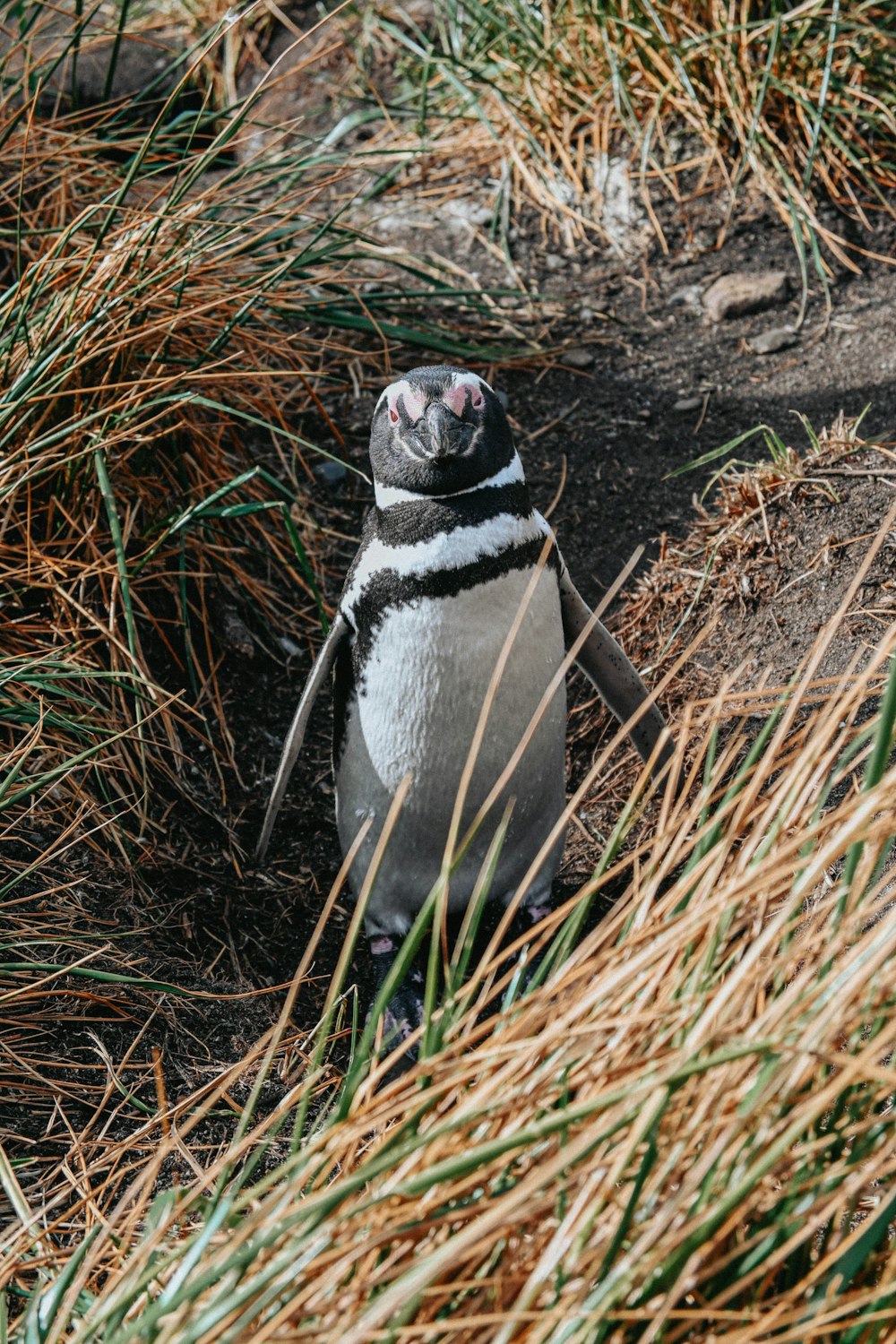 a penguin is standing in the grass by itself