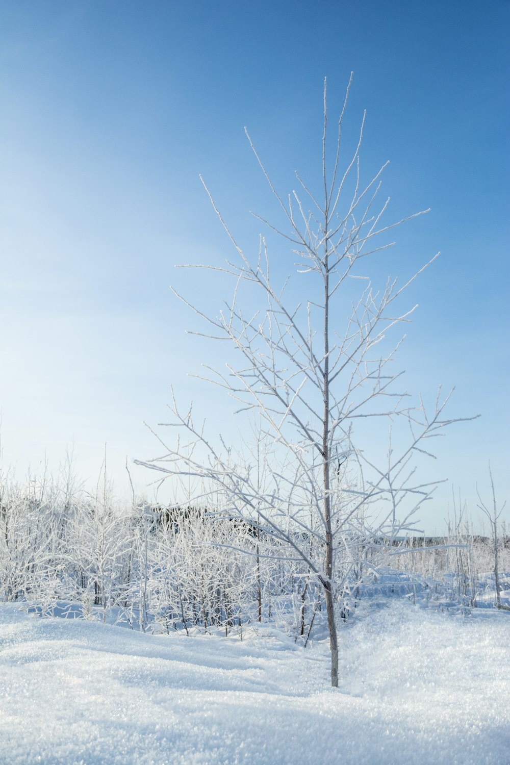 a bare tree in the middle of a snowy field