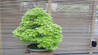 A young bonsai sapling with fresh green foliage in a simple black pot.