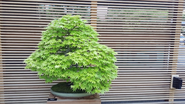 A lush green bonsai tree stands in a shallow ceramic pot, set against a backdrop of horizontal wooden slats. The tree is well-manicured, showcasing dense foliage with vibrant green leaves.